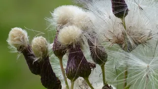 阿尔高，鲜花，代尔·萨多，Serratula Tinctoria，褪色
