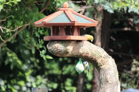 鸟舍,自然,树桩,芬克,山雀,春天,食品 鸟舍,自然,树桩,芬克,山雀,春天,食品