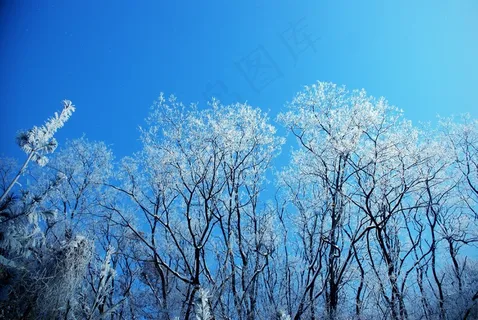 冬天的树,雪 冬天的树,雪