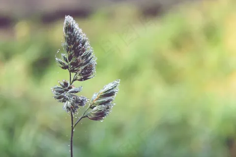 Morgentau,露水,一滴水,串珠,水,露珠 Morgentau,露水,一滴水,串珠,水,露珠