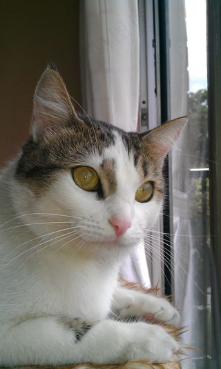 可爱的猫，猫，猫的脸，动物，宠物，猫的眼睛