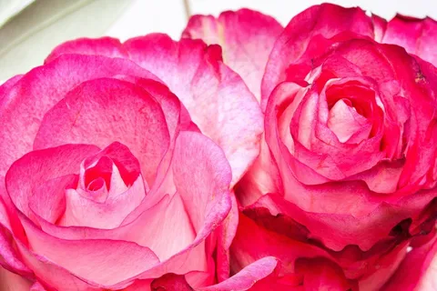 玫瑰，粉红色，家庭，玫瑰家庭，植物群，植物，招标