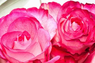 玫瑰，粉红色，家庭，玫瑰家庭，植物群，植物，招标