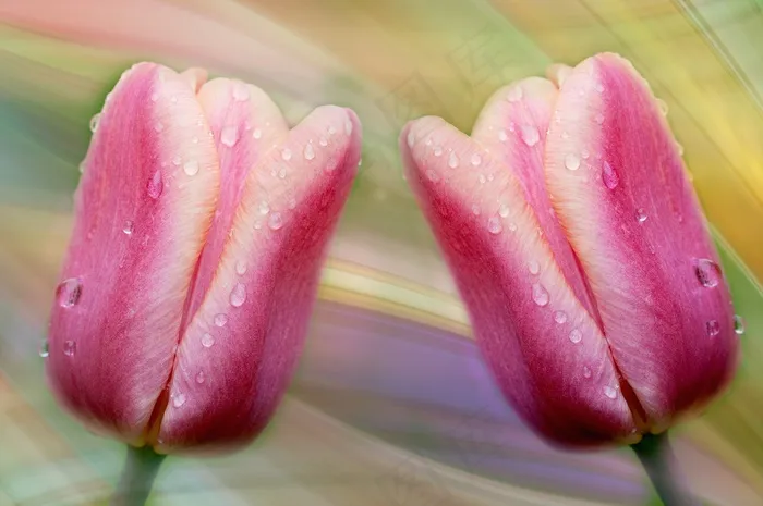 郁金香，鲜花，粉红色，一滴水，雨滴，春天
