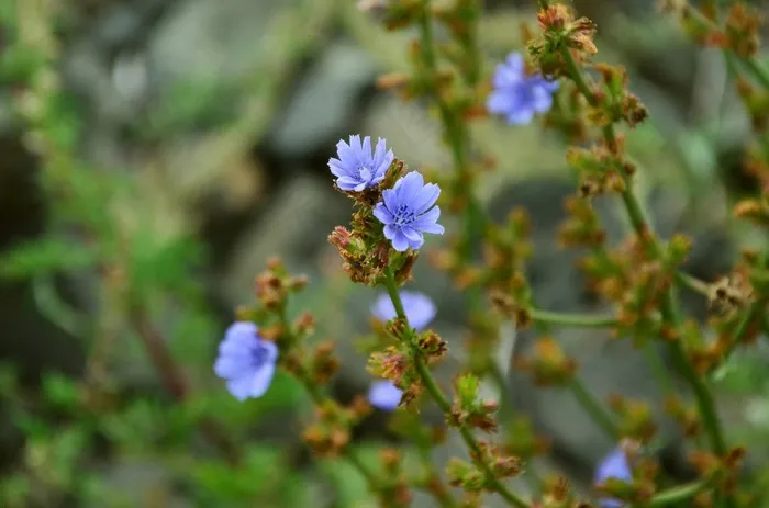 野花，菊苣，花，蓝色，普通菊苣