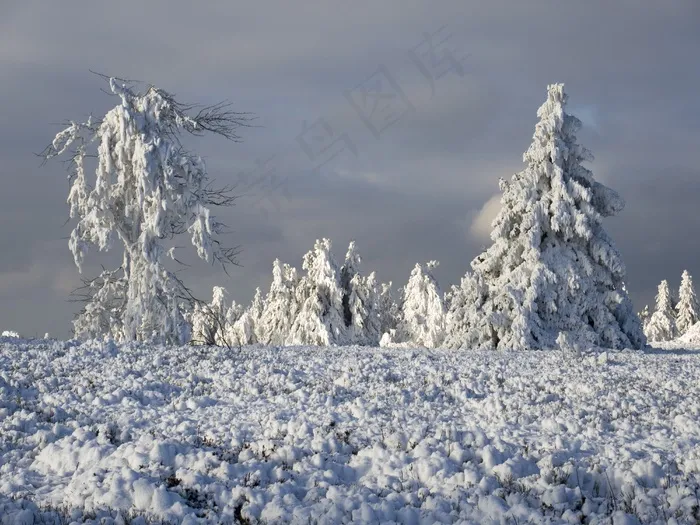 树木，冰，弗罗斯特，景观，性质，霜，成熟