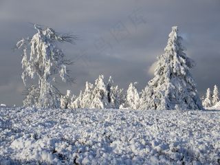 树木，冰，弗罗斯特，景观，性质，霜，成熟