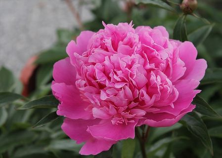 邦德玫瑰，花，有，粉红色，美丽，鲜花