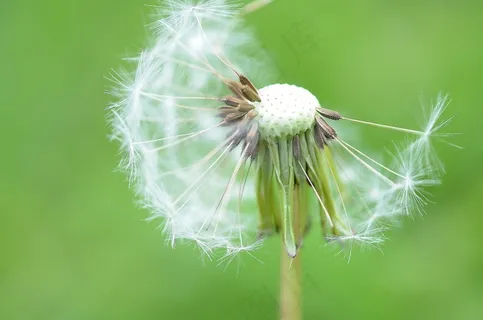 蒲公英,花,性质,春天,植物,绿色,场 蒲公英,花,性质,春天,植物,绿色,场