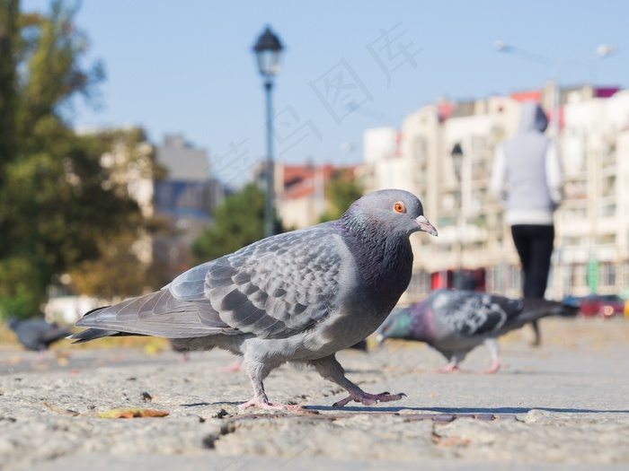 鸽子，鸟，的象征，城市，动物，肖像