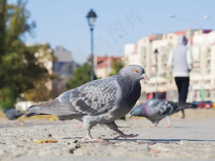 鸽子，鸟，的象征，城市，动物，肖像