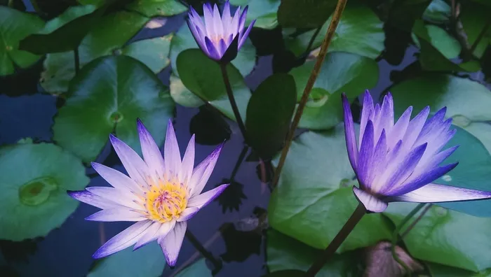 睡莲，花，开花，紫，花瓣