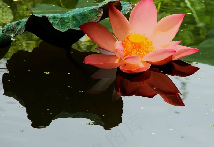 莲花，花，池塘，湖，荷花，性质，植物