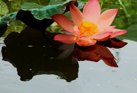 莲花,花,池塘,湖,荷花,性质,植物 莲花,花,池塘,湖,荷花,性质,植物