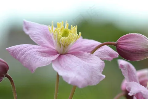 铁线莲,粉红色,花,花园 铁线莲,粉红色,花,花园