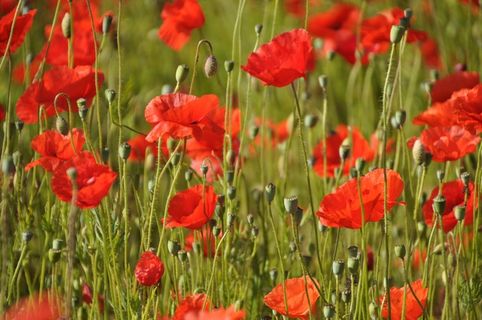 罂粟，Klatschmohn，红色，罂粟花，花