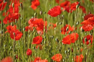 罂粟，Klatschmohn，红色，罂粟花，花