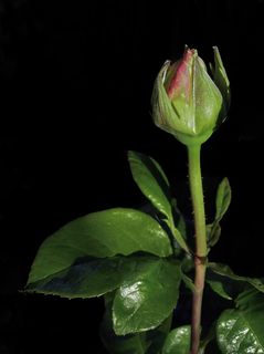 玫瑰花蕾，宏，粉红色的芽，花，单，玫瑰