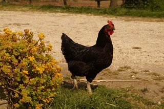 运动，加洛，步行