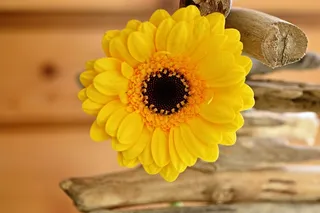 花，开花，黄色，非洲菊，Schnittblume