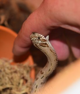 爬行类,双头蛇,壁虎,手,鸟类,人的手和蛇