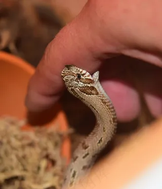 爬行类,双头蛇,壁虎,手,鸟类,人的手和蛇