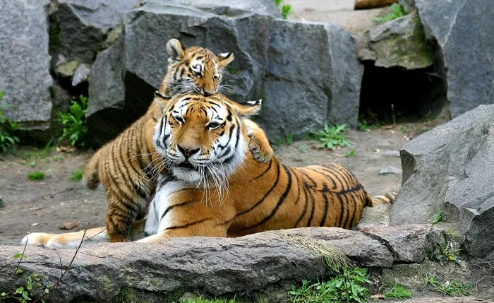 虎，虎崽，猫，婴儿，年轻，捕食者，哺乳动物