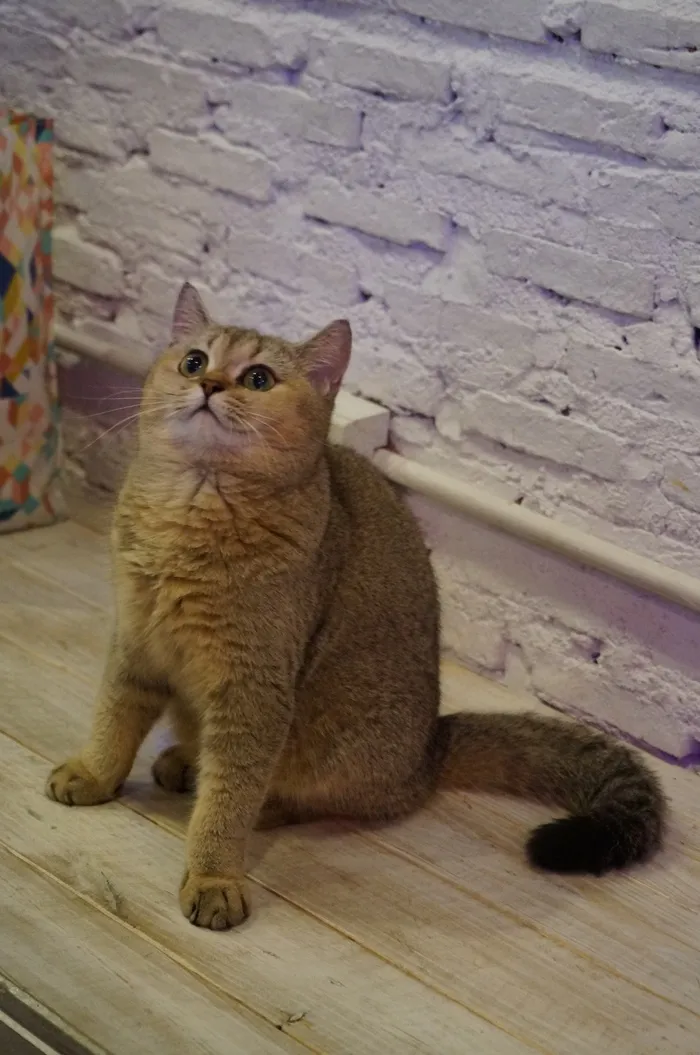 英国短毛猫，猫，宠物，动物，猫科动物