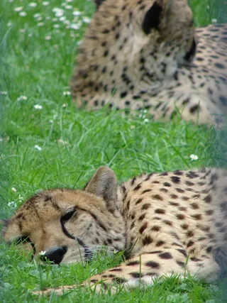 猎豹，睡眠，草，关闭