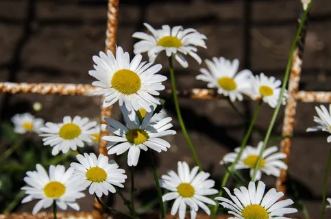 洋甘菊，鲜花，白，场花