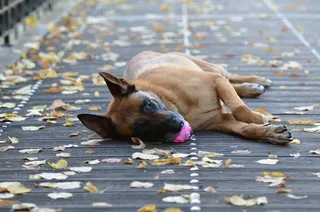 玛利诺犬，狗与球，甜，木桥