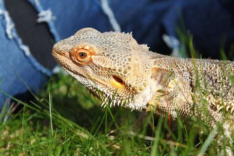 大胡子，龙，蜥蜴，爬行动物，野生动物，动物
