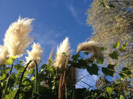 自然，灌木，植物，自然，植物园，有机