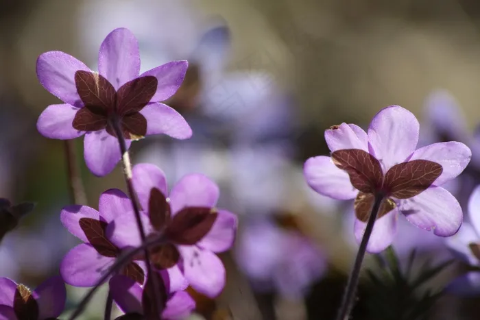 肝，植物，花，春，春天植物