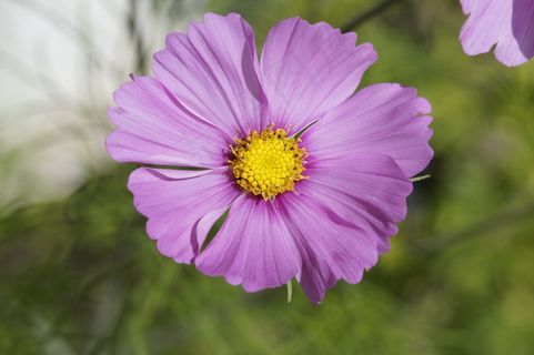 锦葵，开花，盛开，紫色，紫，花，关闭