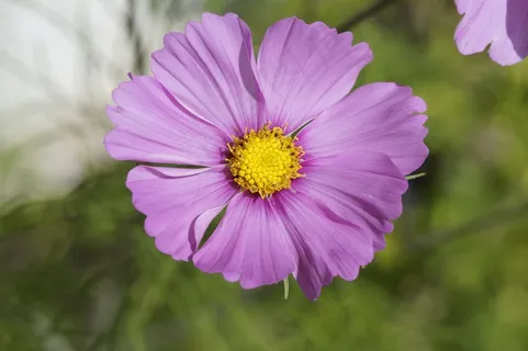 锦葵,开花,盛开,紫色,紫,花,关闭 锦葵,开花,盛开,紫色,紫,花,关闭