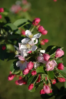 苹果,春天,苹果花,开花,树,花园 苹果,春天,苹果花,开花,树,花园
