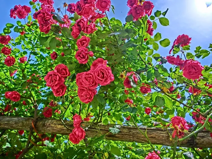 玫瑰，花园，花，开花，夏天，盛开
