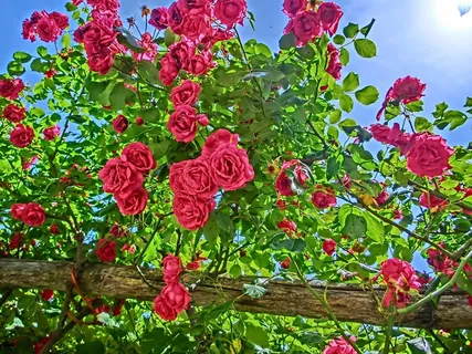 玫瑰,花园,花,开花,夏天,盛开 玫瑰,花园,花,开花,夏天,盛开