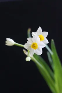 水仙,白,农历新年 水仙,白,农历新年