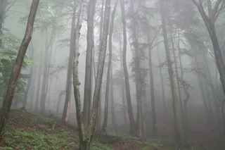 森林，雾，树木，性质，无色，森林路径