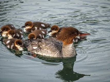 鸭子，婴儿鸭子，连续的鸭子，婴儿，可爱，水