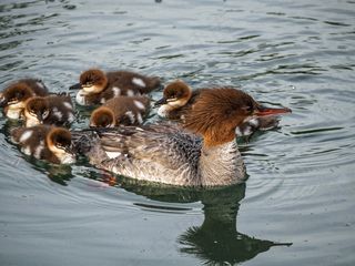 鸭子，婴儿鸭子，连续的鸭子，婴儿，可爱，水