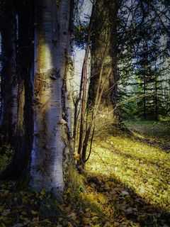 秋，秋天，叶子，树，森林，叶子，自然