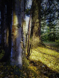 秋，秋天，叶子，树，森林，叶子，自然