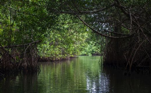 环礁湖，流，水，几点思考，森林，树木