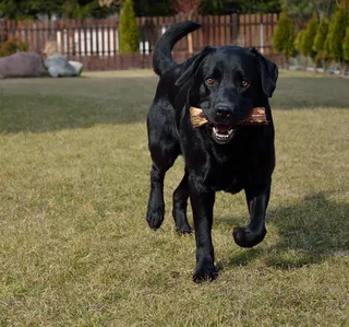 狗，动物，运动