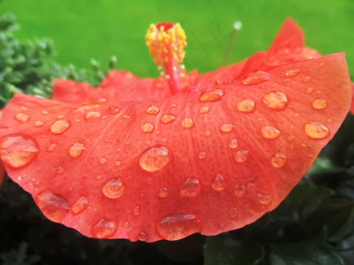 花园，芙蓉花，开花，美丽
