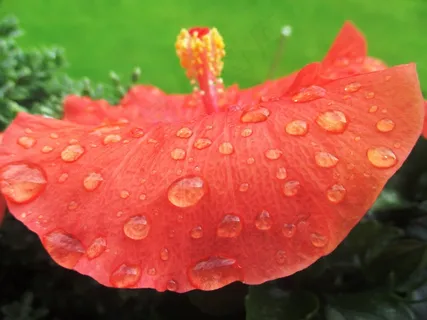 花园,芙蓉花,开花,美丽 花园,芙蓉花,开花,美丽