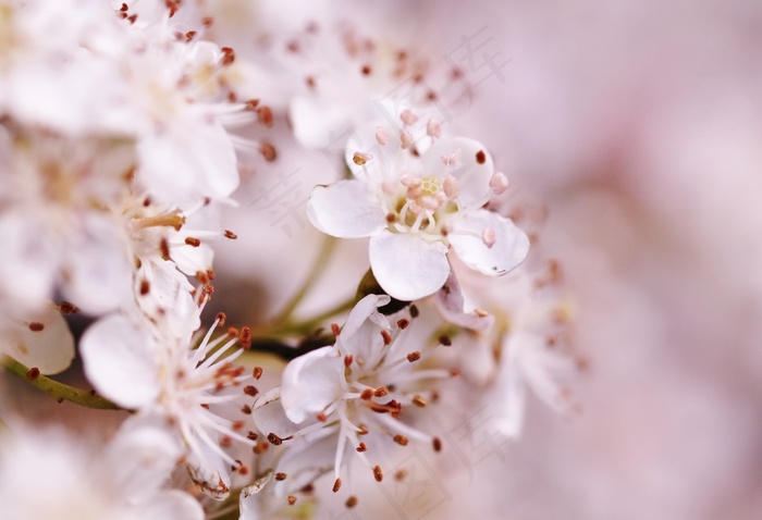 鲜花，开花，盛开，粉红色，宏，花园，植物